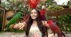 Mengenal Beragam Burung Di Bali Bird Park