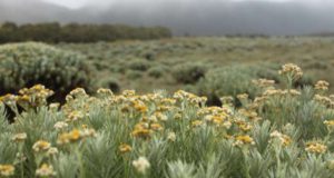 Yang Murah Meriah Di Pasar Baru Trade Center