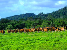 Gili Trawangan, Surga dari Lombok yang Tak Pernah Tidur
