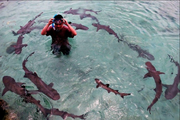 Penangkaran Hiu di Pulau Tidung