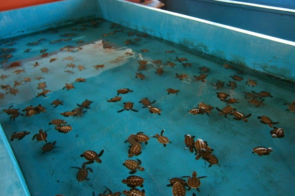 Penangkaran Penyu Sisik di pulau Tidung